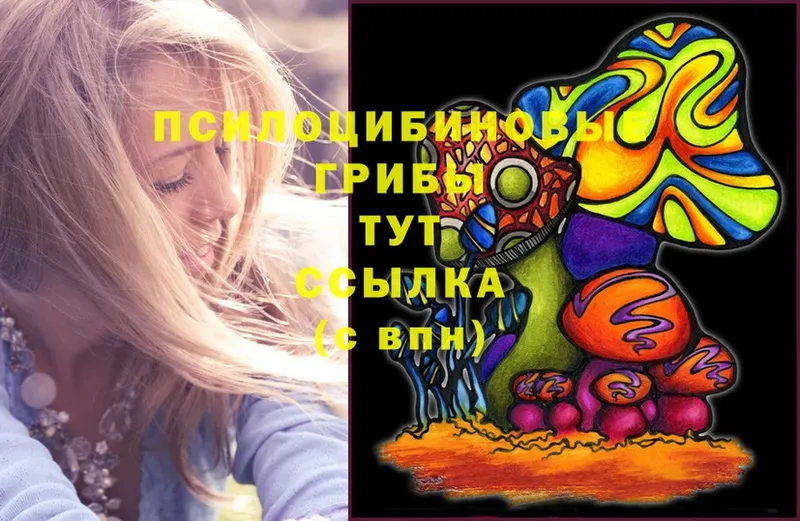 Галлюциногенные грибы Psilocybe  купить  сайты  Курчалой 